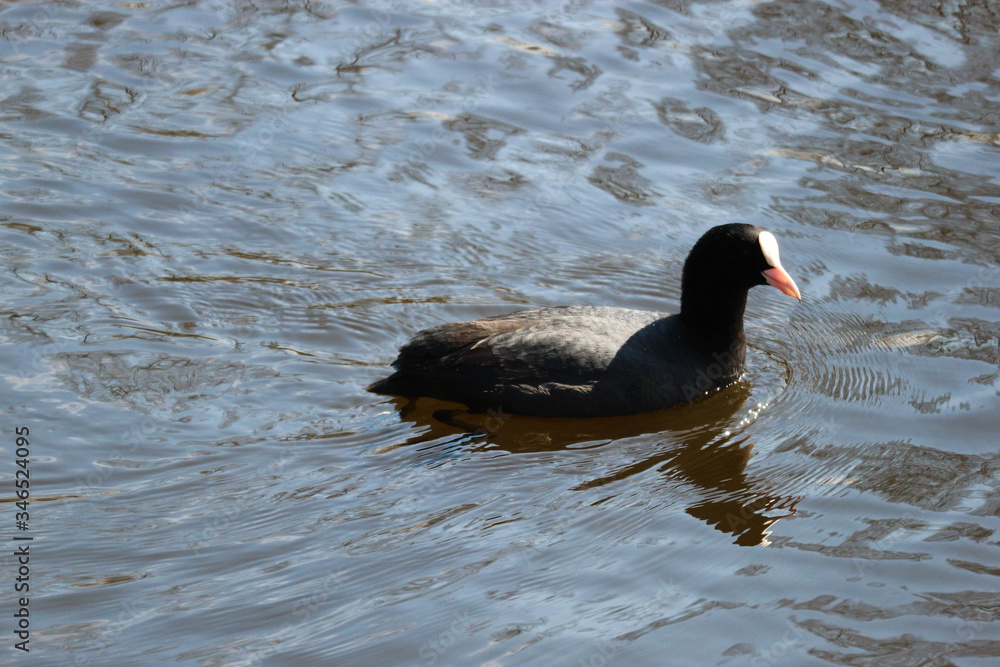 black duck swimming in the water close up black duck swimming in the water close up