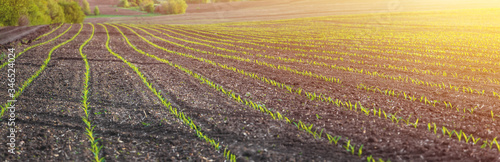corn seedlings on a large  agricultural field