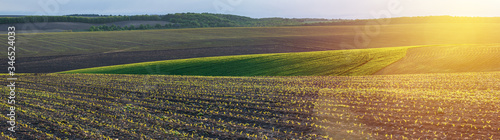 corn seedlings on a large, agricultural field photo