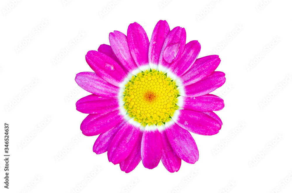 Pink flowers with water droplets attached to a white patterned background Pink flowers with water droplets attached to a white patterned background