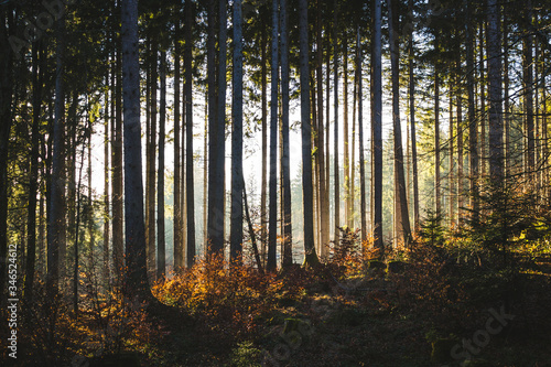 Autumn forrest.