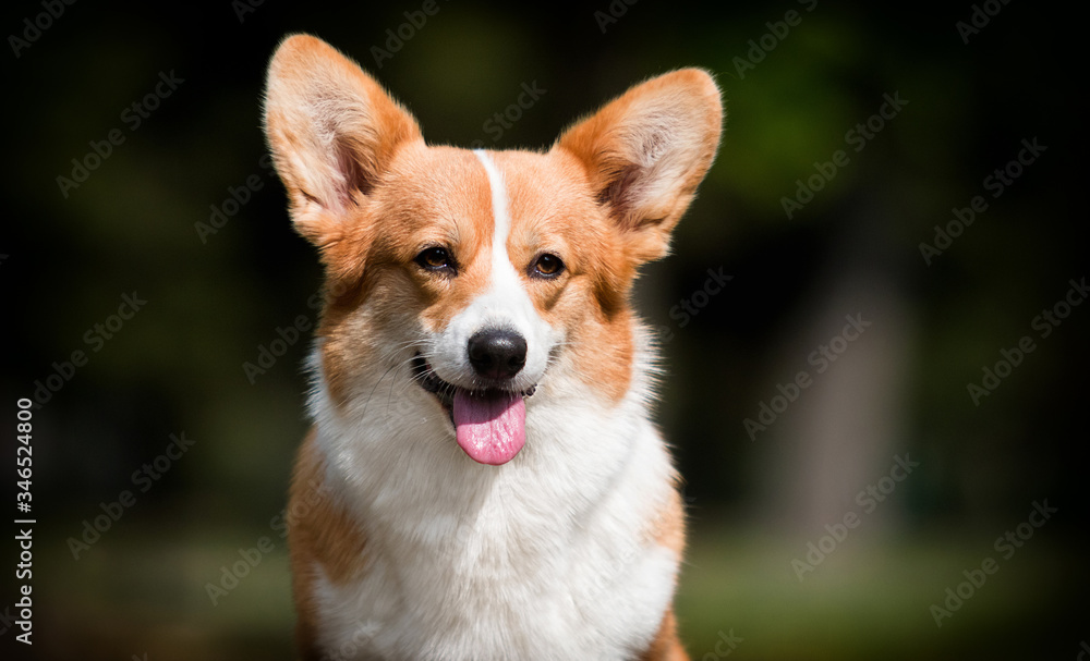 portrait of a welsh corgi dog outdoors