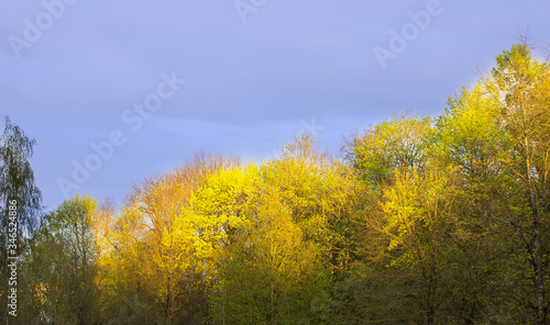 Landscape of various trees in the spring evening