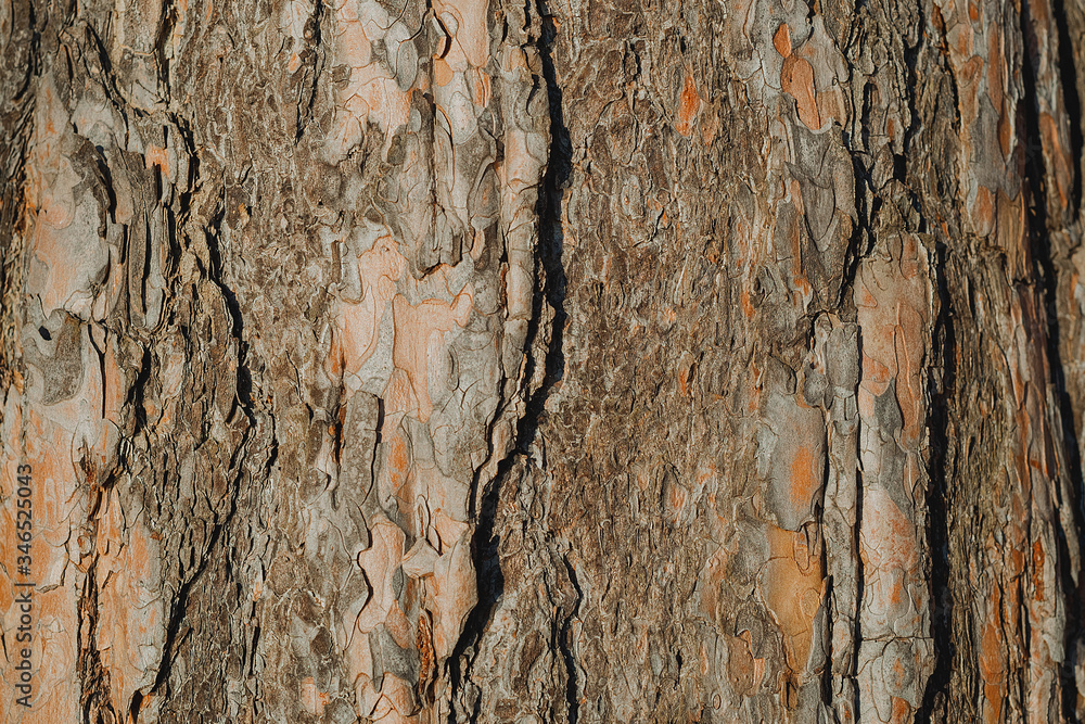 the texture of the tree bark processed
the texture of the tree bark processed