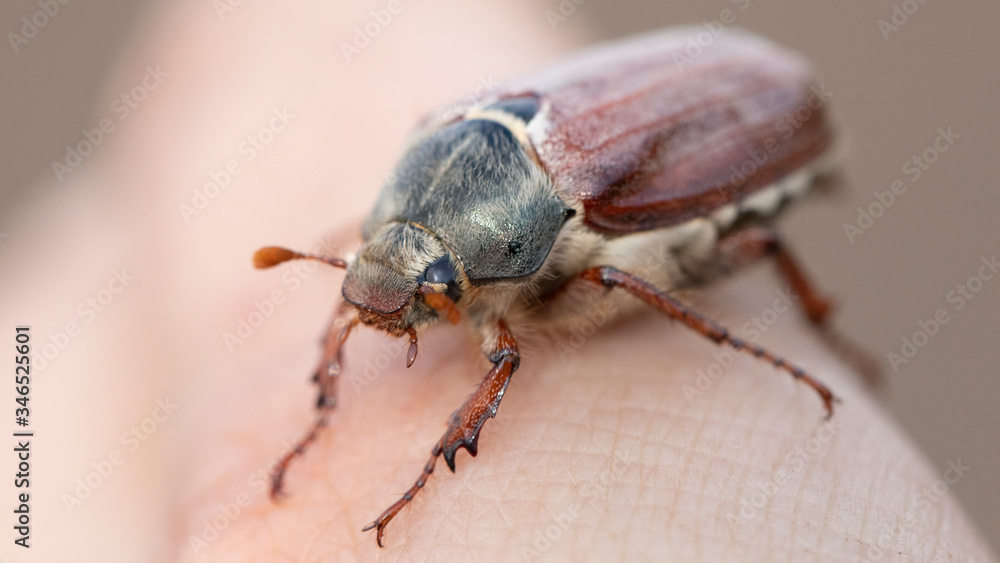 Naklejka premium Melolontha, a large yellow beetle on his hand, selective focus.
