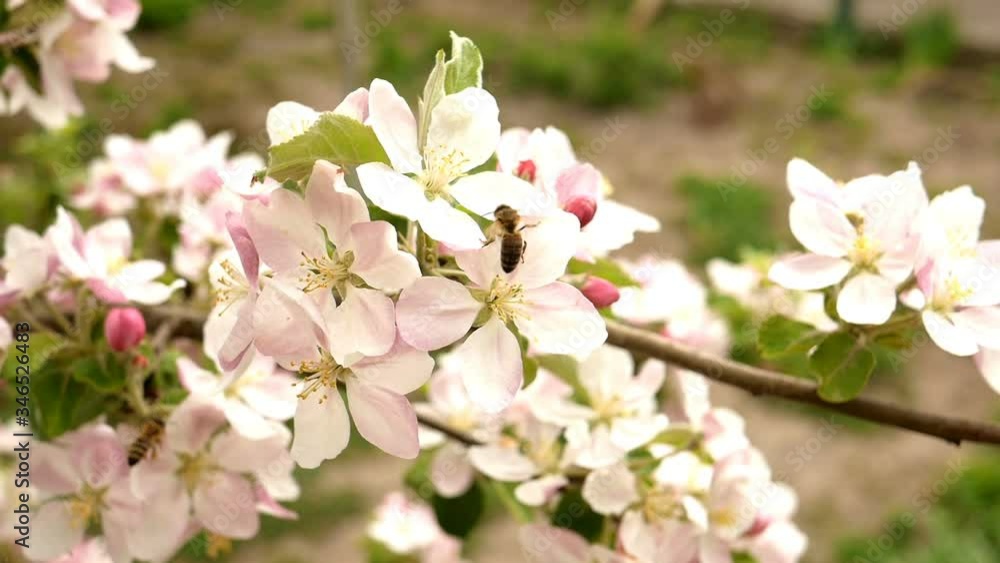 Honey bee harvesting pollen and nectar on blooming white flowers apple trees in springtime days. Slow motion. Close-up. Honey bee harvesting pollen and nectar on blooming white flowers apple trees in springtime days. Slow motion. Close-up.