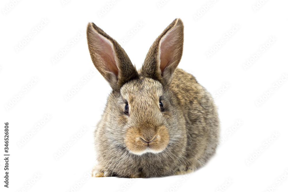 little gray fluffy bunny, isolate, easter bunny
