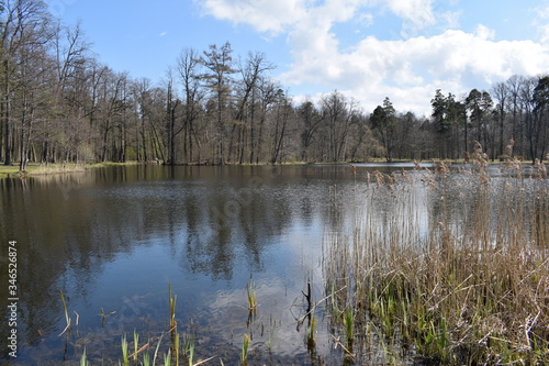 lake in the forest