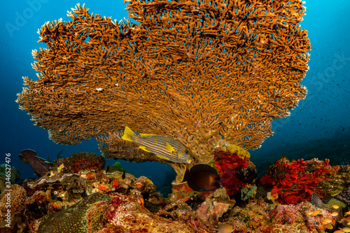 ribbon sweetlips and a mimic surgeonfish under hard coral photo