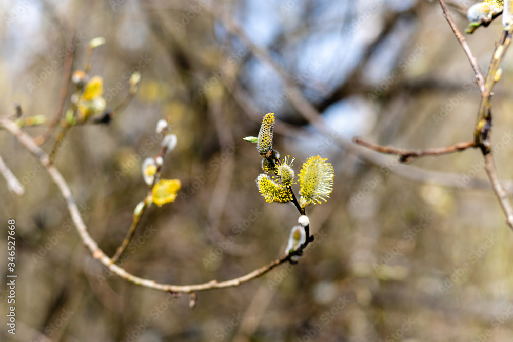 Spring blooming willow flowers. Sunny day in the forest. Spring blooming willow flowers. Sunny day in the forest.