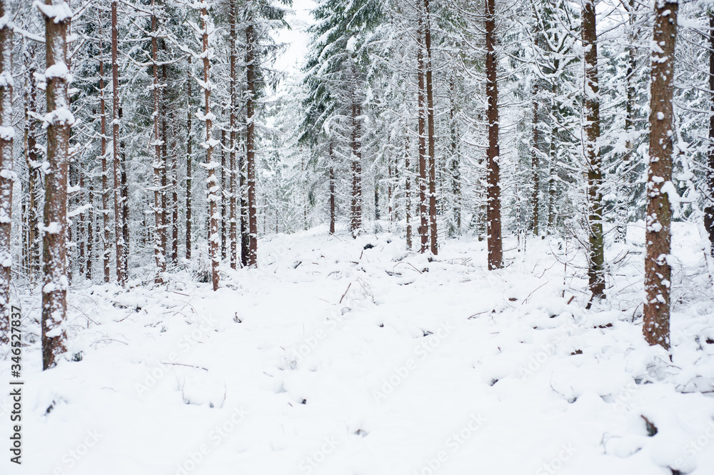 Fototapeta premium snow covered forest 