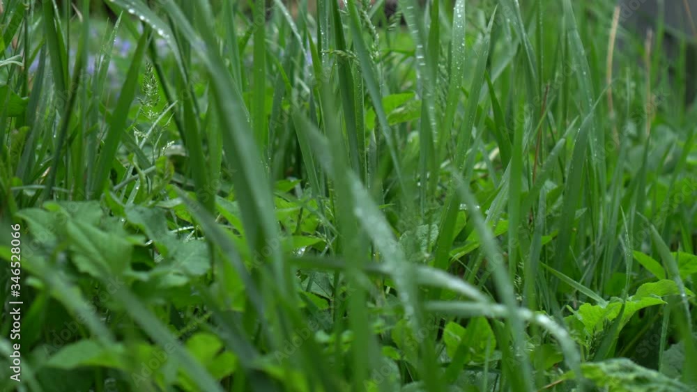 Green garden. Leaves with the rain drops. Grass under the rain. Green garden. Leaves with the rain drops. Grass under the rain.