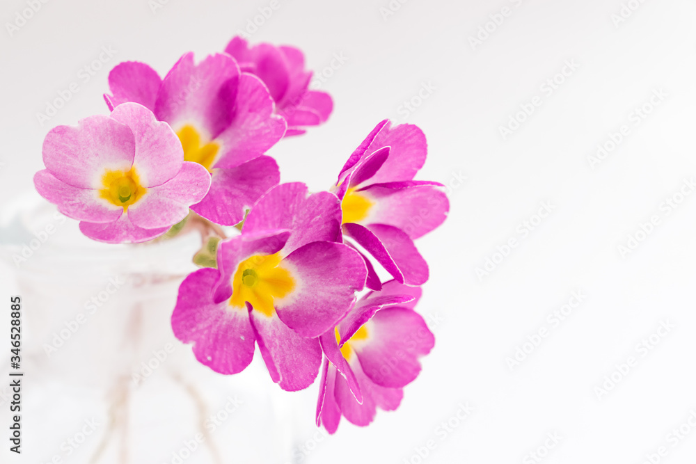 Pink primroses in a transparent glass vase on a white background.Spring concept,festive background.Selective focus Pink primroses in a transparent glass vase on a white background.Spring concept,festive background.Selective focus