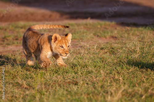 Lion cub running in the Masai Mara Game Reserve in Kenya
