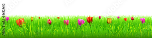 Tulips among green grass, spring meadow. Panoramic view, vector illustration. White background, EPS10.