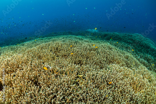 huge field of staghorn coral photo