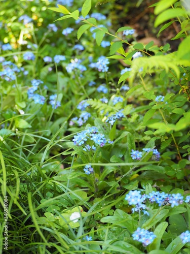 春の野に咲く青い勿忘草の花