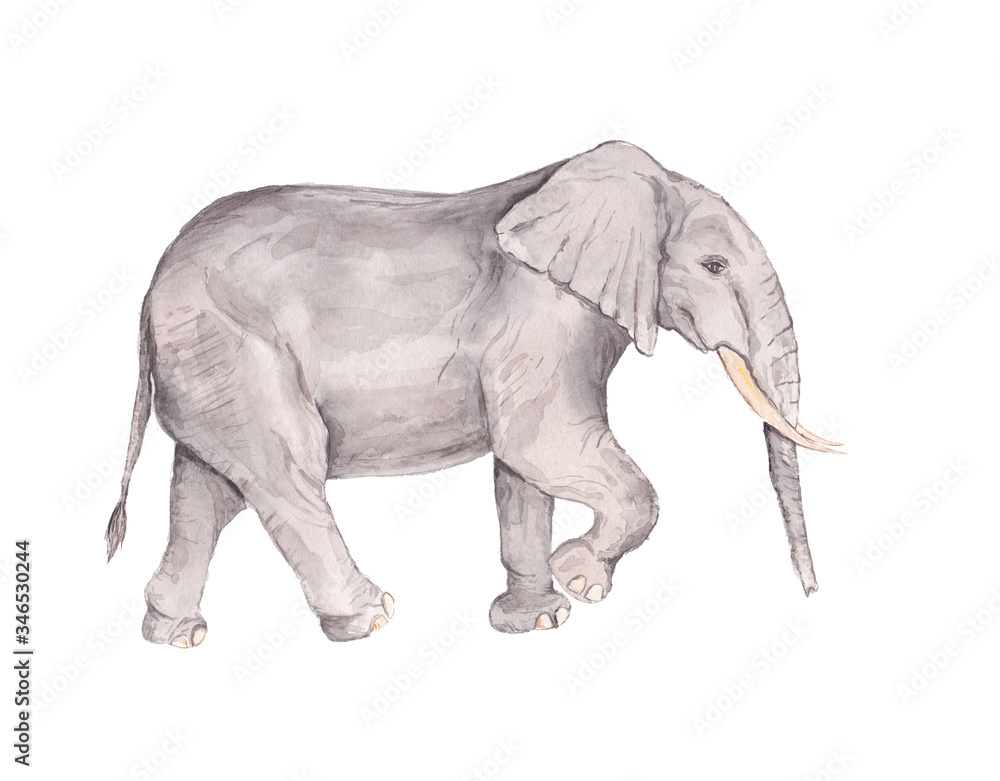 Watercolor painting of a adult african elephant