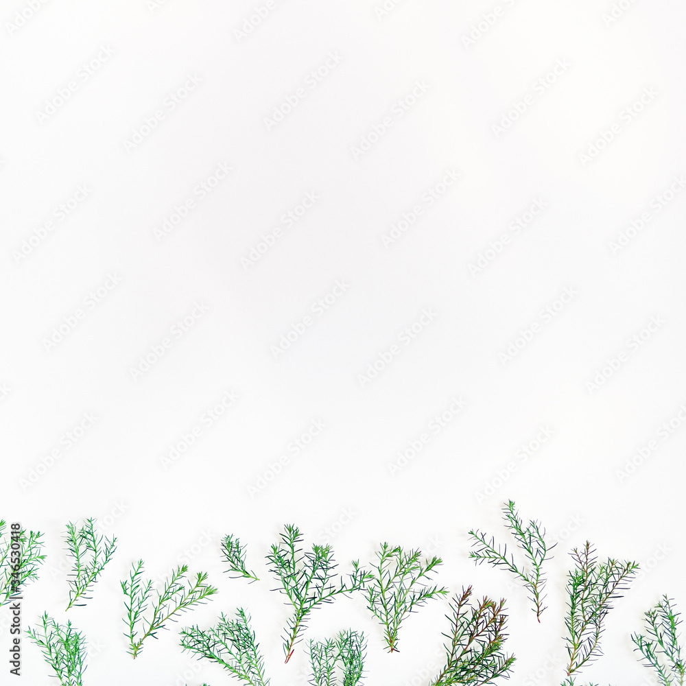 Arrangement of thuja branches. Green twigs with soft needles are on a white background. Flat lay. Copy space. Arrangement of thuja branches. Green twigs with soft needles are on a white background. Flat lay. Copy space.