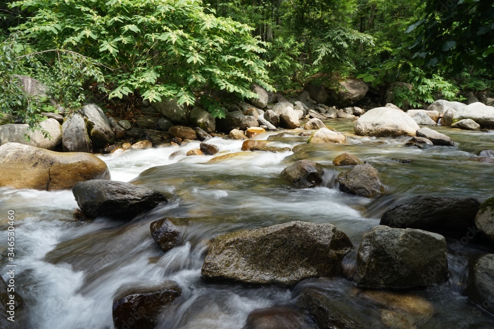 river in the forest river in the forest