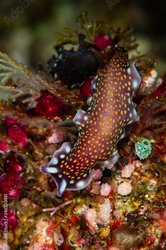 linda's flatworm on a reef photo