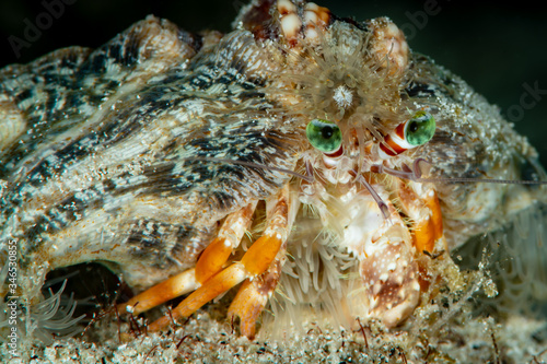 Anemone Hermit Crab photo