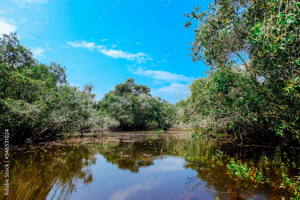 Beautiful tropical cajuput forest of Tra Su, the forest with cajuput trees, flooded plants, water, blue sky. Tra Su is a popular tourist destination in An Giang, Mekong delta. Landscape photography. Beautiful tropical cajuput forest of Tra Su, the forest with cajuput trees, flooded plants, water, blue sky. Tra Su is a popular tourist destination in An Giang, Mekong delta. Landscape photography.