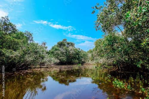Beautiful tropical cajuput forest of Tra Su  the forest with cajuput trees  flooded plants  water  blue sky. Tra Su is a popular tourist destination in An Giang  Mekong delta. Landscape photography.