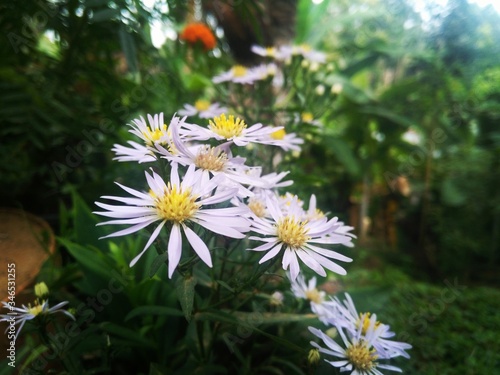 white daisies in a garden