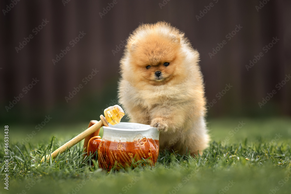 funny pomeranian spitz puppy posing with a honey pot outdoors in summer