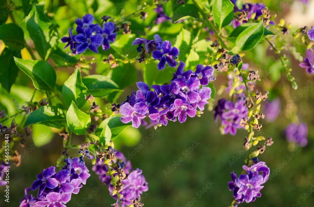 Small beautiful delicate inflorescences of purple and lilac flowers on background of green leaves. Summer flower backdrop. Springtime blooming concept. Selective focus. Copy space. Small beautiful delicate inflorescences of purple and lilac flowers on background of green leaves. Summer flower backdrop. Springtime blooming concept. Selective focus. Copy space.