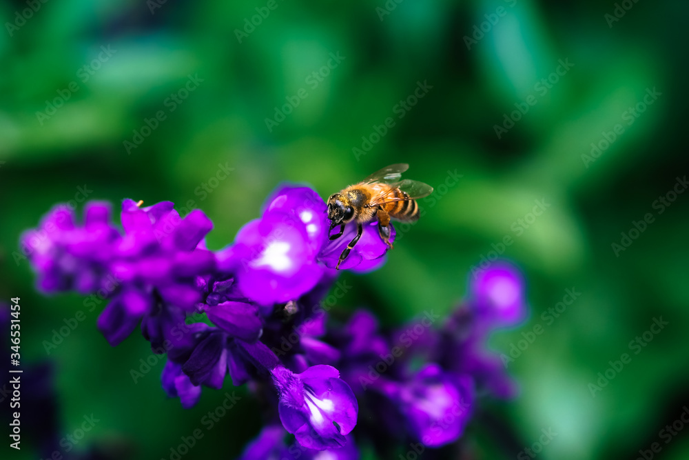 Bee or honeybee on lavender flower. Honeybee collecting nectar from flower garden in Da Lat. Da Lat city is a popular tourist destination. Royalty high-quality stock image of bee, flower. Bee or honeybee on lavender flower. Honeybee collecting nectar from flower garden in Da Lat. Da Lat city is a popular tourist destination. Royalty high-quality stock image of bee, flower.