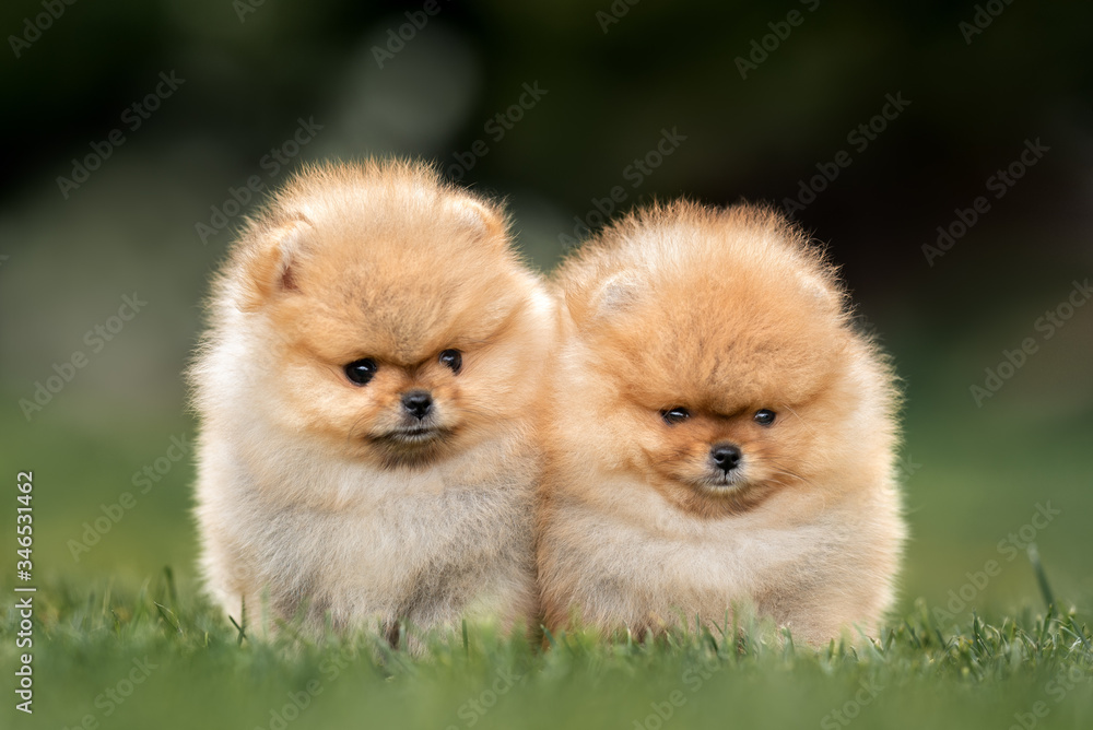 two adorable pomeranian spitz puppies sitting together on grass in summer