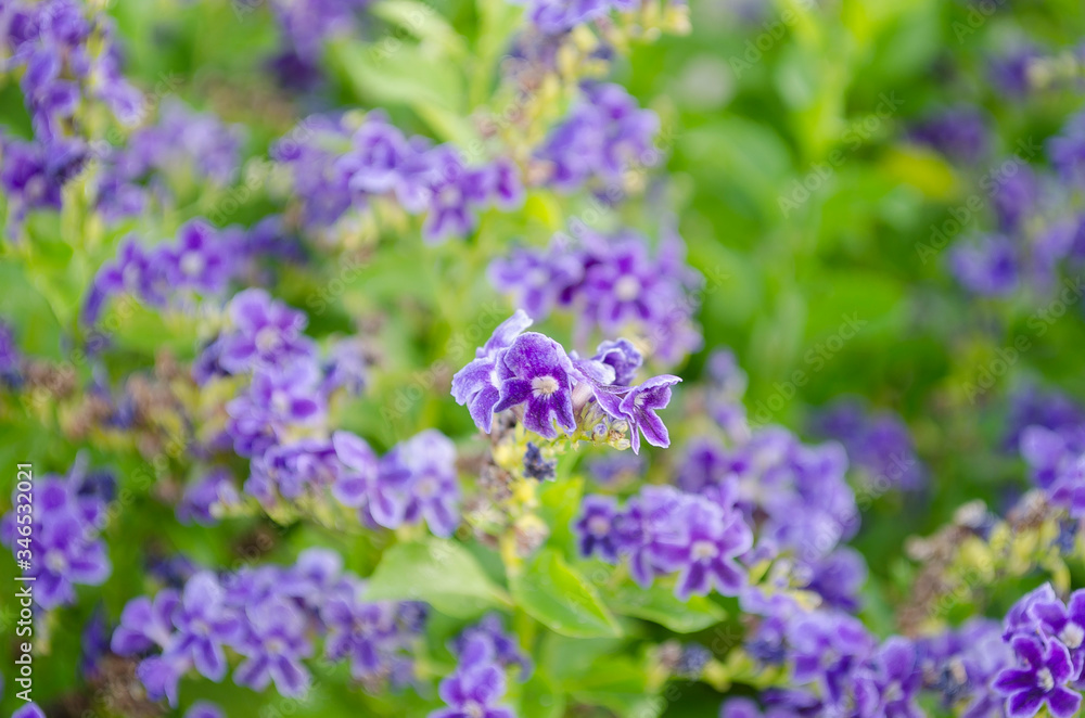 Small beautiful delicate inflorescences of purple and lilac flowers on background of green leaves. Summer flower backdrop. Springtime blooming concept. Selective focus. Copy space. Small beautiful delicate inflorescences of purple and lilac flowers on background of green leaves. Summer flower backdrop. Springtime blooming concept. Selective focus. Copy space.