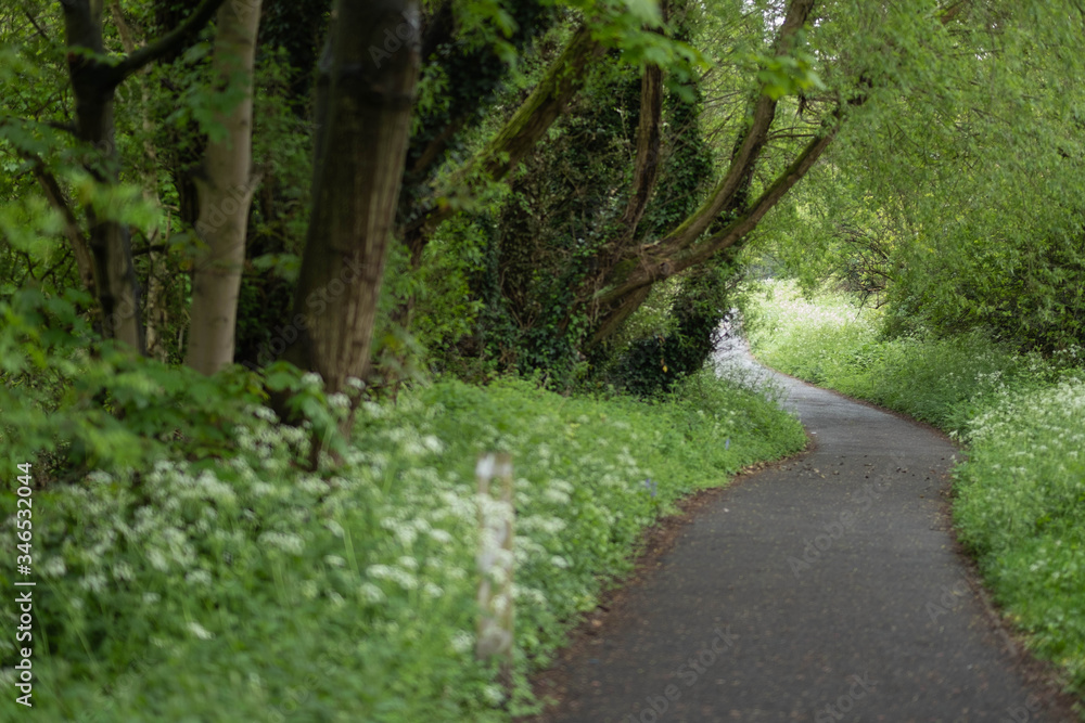 Fototapeta premium green nature park forest road summer 