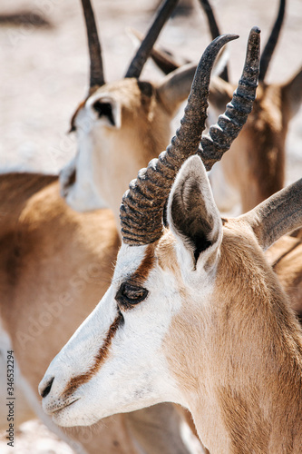Close-up portrait of a Springbok in early morning light; Antidorcas Marsupialis photo