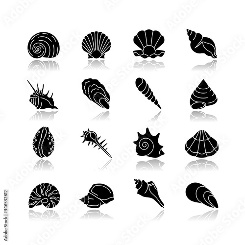 Seashells drop shadow black glyph icons set. Different mollusk shells, conchology Decorative ocean souvenirs. Various sea shells collection isolated vector illustrations on white space