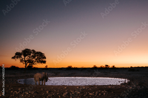 A lone elephant drinks at Okaukuejo water hole at sunset, Okaukuejo Rest Camp, Etosha National Park, Namibia, Africa