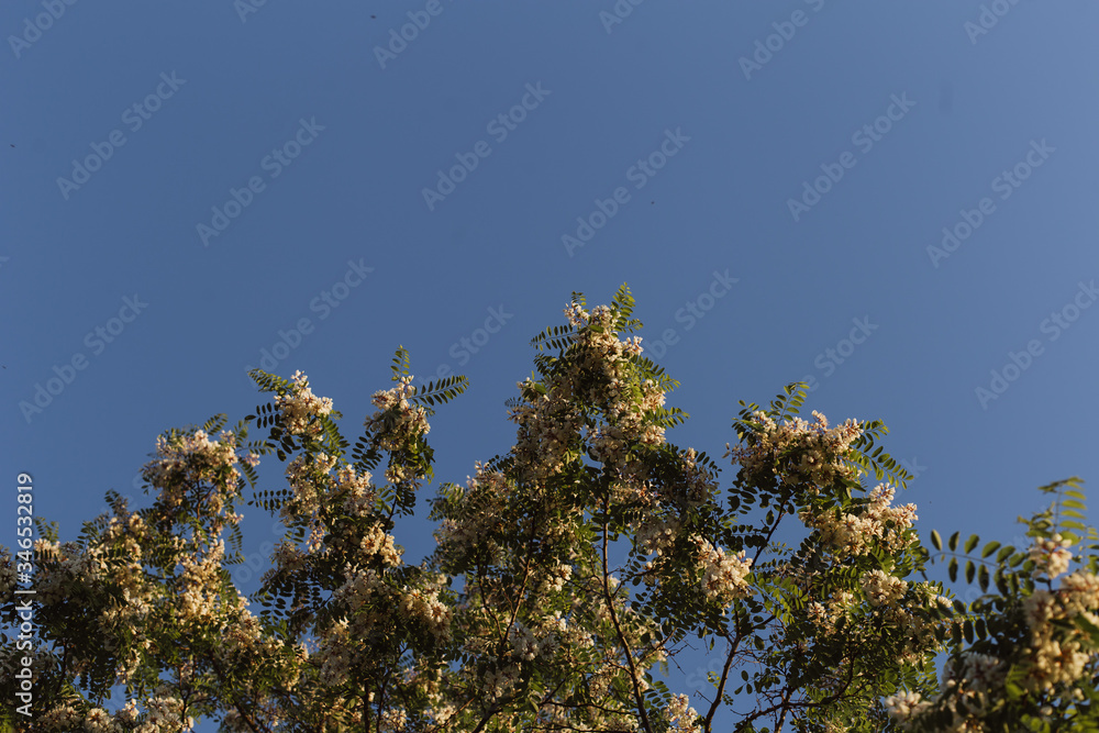 Acacia. Tree on a blue background. Tree against the sky. White blooming acacias tree on a sunny day during the spring season against a blue sky Acacia. Tree on a blue background. Tree against the sky. White blooming acacias tree on a sunny day during the spring season against a blue sky