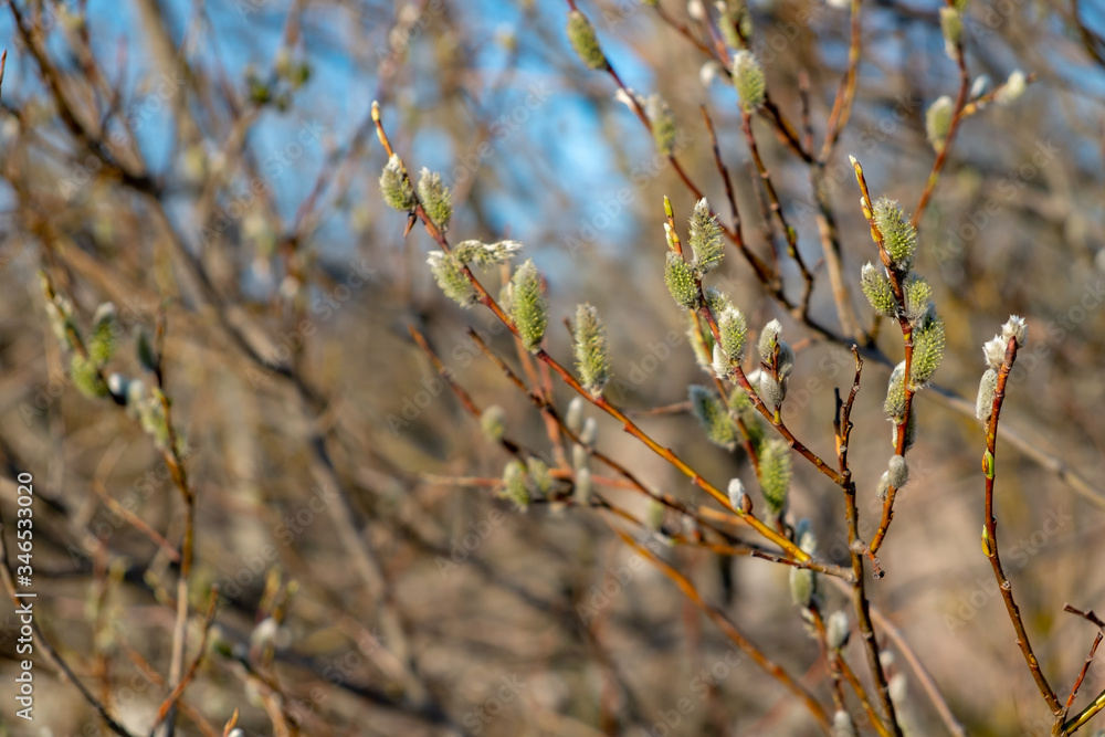 A lot of willow branches. Willow buds bloom A lot of willow branches. Willow buds bloom