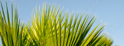 green leaves of palm tree against blue clear sky. . Close-up. Slow motion. Summer holiday concept. Natural botanical backdrop. Floral background. Sunny day. Sunlight. Selective focus image. Copy space
