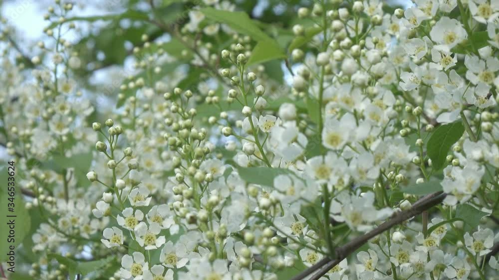 blossoming bird-cherry tree bunch with white flowers and green leaves in a sunny spring day,Focus on medium flowers blossoming bird-cherry tree bunch with white flowers and green leaves in a sunny spring day,Focus on medium flowers