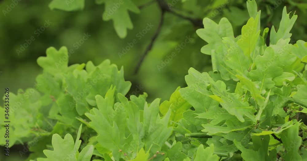 Oak tree leaves background, original audio included Oak tree leaves background, original audio included