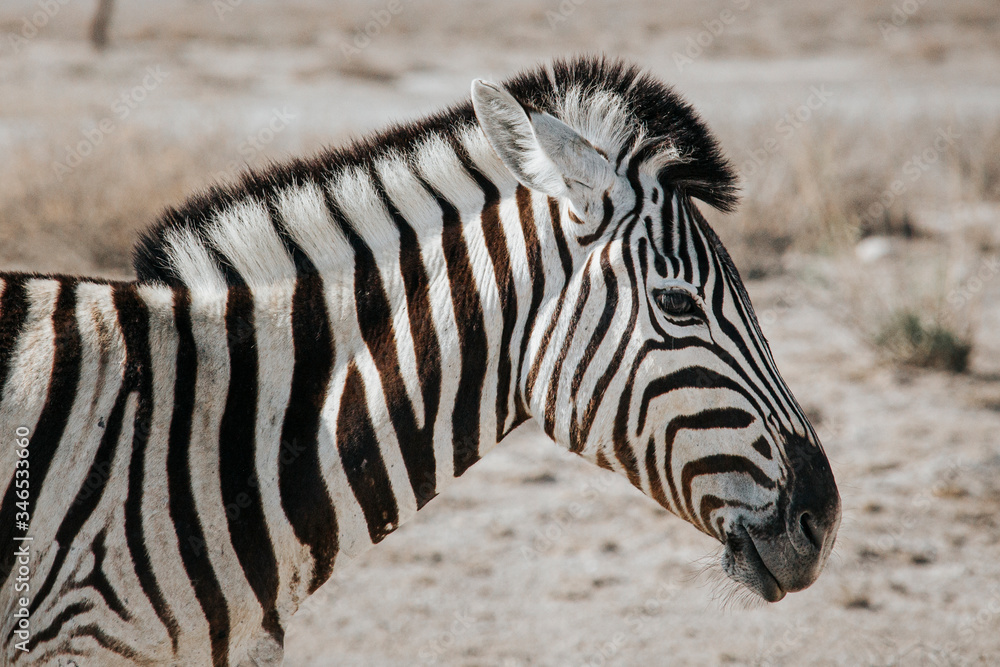 Close up portrait of one Burchell's zebra (Equus quagga burchellii), walking on stony ground, Etosha National Park, Namibia, Africa Close up portrait of one Burchell's zebra (Equus quagga burchellii), walking on stony ground, Etosha National Park, Namibia, Africa