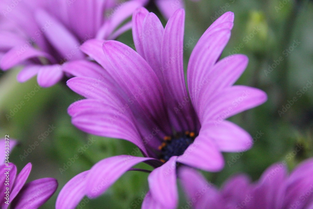 purple flower purple flower