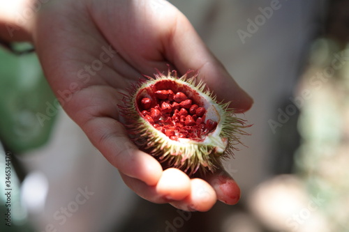 Achiote (Bixa orellana) fruit with seeds on hand in Amazon Tropical Rainforest, Brazil  photo