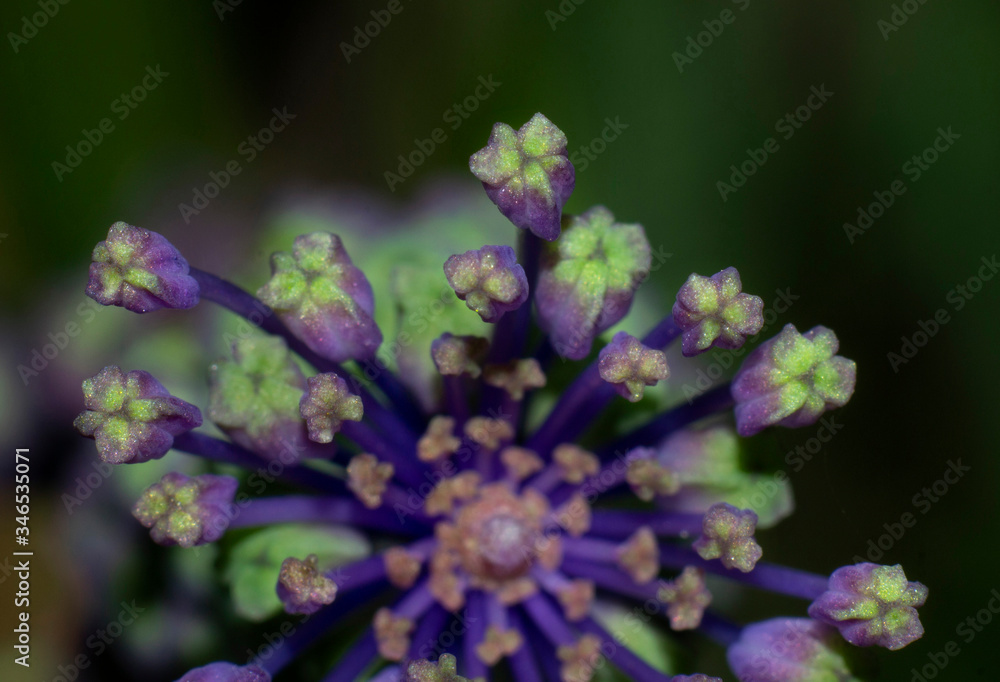 close up of stamen of tassel hyacinth flower6 close up of stamen of tassel hyacinth flower6