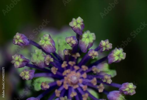 close up of stamen of tassel hyacinth flower6