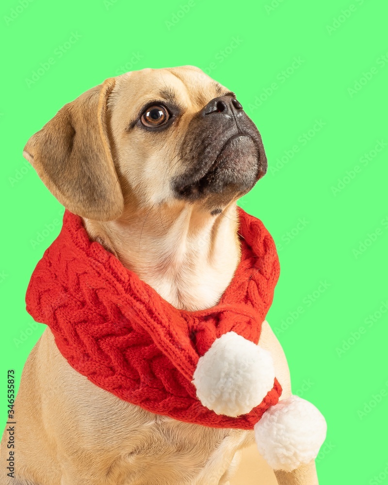 Cutout of cute little puggle wearing a red fashion scarf