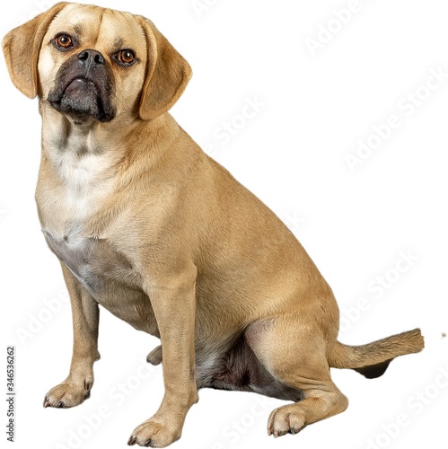 Cutout of young adorable puggle posing in studio